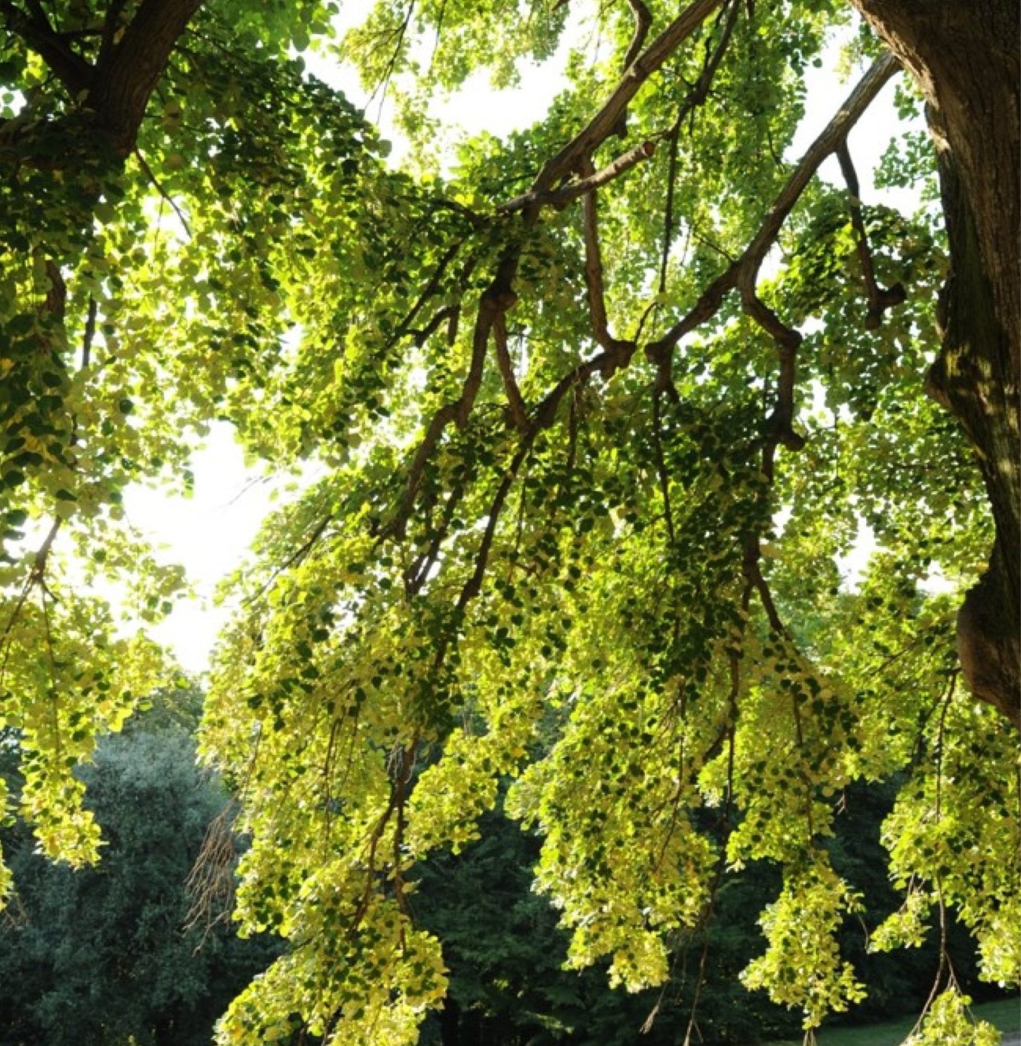 Parco di Villa Cagnola